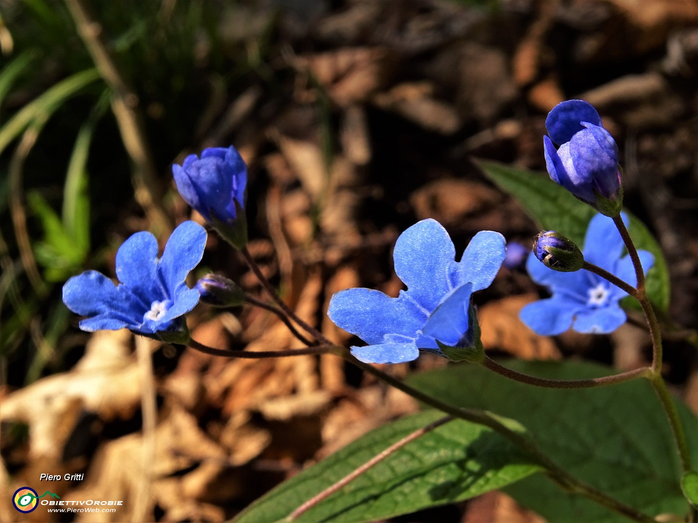 22 Bellissimi fiorellini.JPG